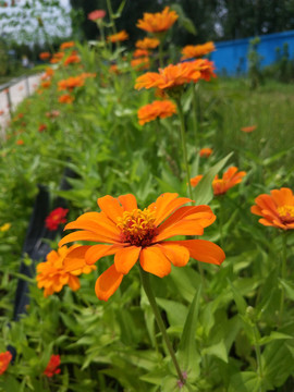 野菊花