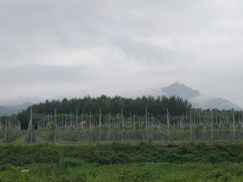 山村田野