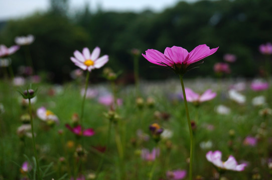 格桑花