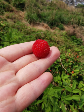 野草莓