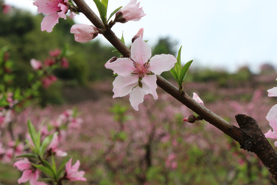 桃花