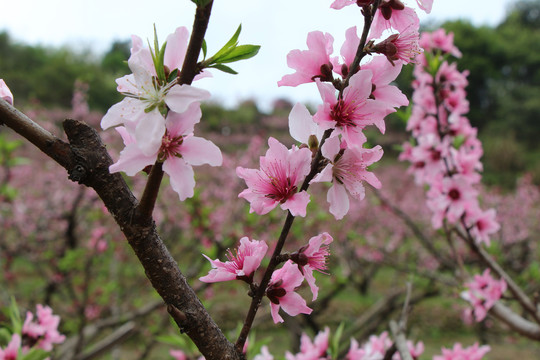 桃花