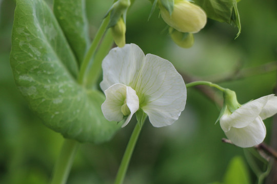 蚕豆花开