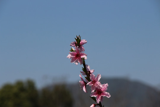 桃花开