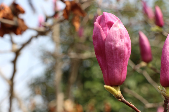 玉兰花