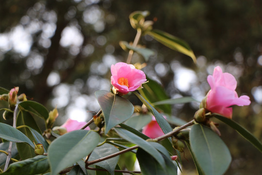 山茶花