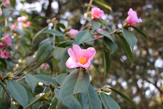 山茶花