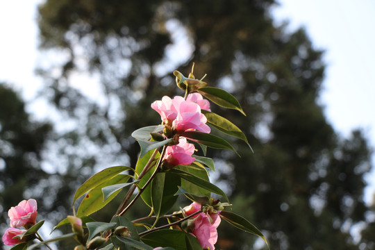 山茶花