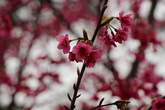 樱花