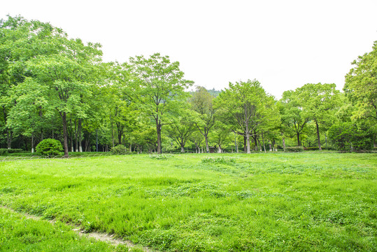 草坪绿树林