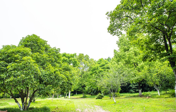 綠樹林