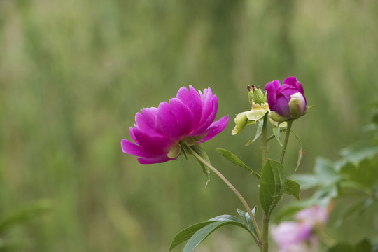 粉色花枝