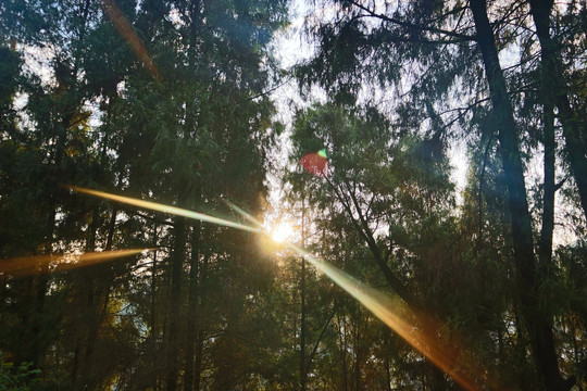 穿过树林的阳光