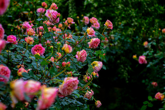 月季花玫瑰花