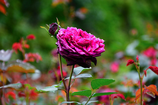 月季花玫瑰花