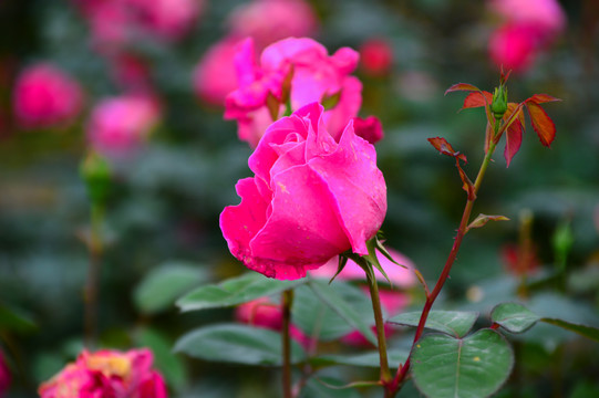 月季花玫瑰花