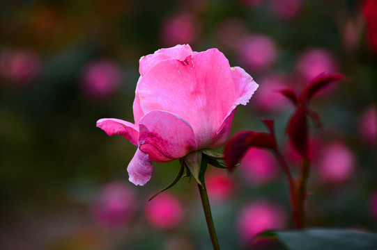 玫瑰花月季花