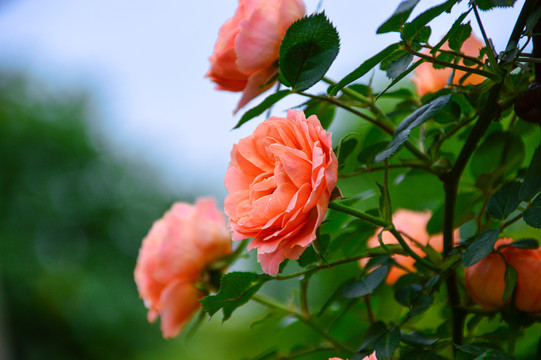 玫瑰花月季花