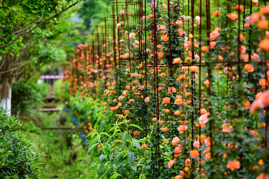 玫瑰花月季花