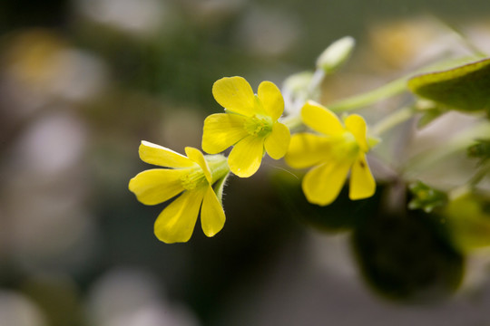 小黄花