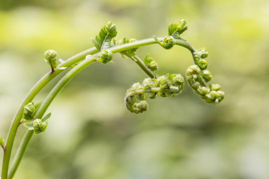 蕨菜