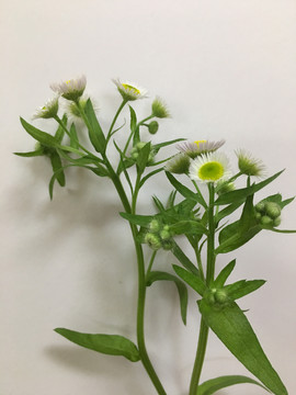 野生雏菊