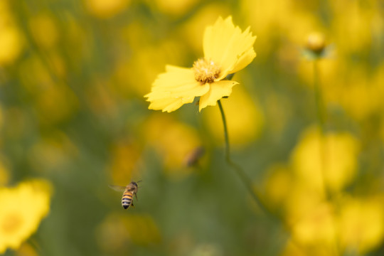 勤劳的小蜜蜂和剑叶金鸡菊
