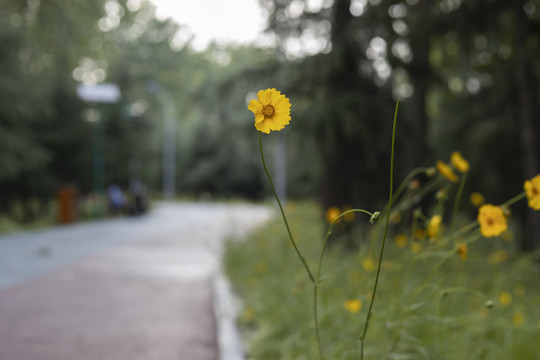 绽放的剑叶金鸡菊花丛