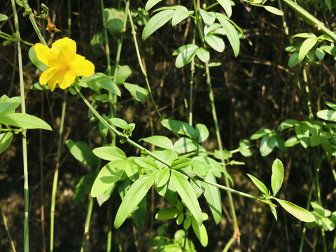 迎春花