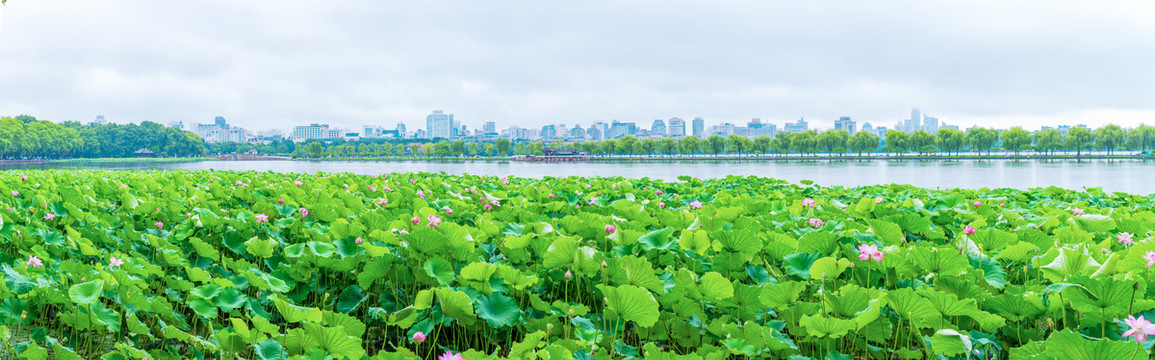 杭州西湖夏天全景图