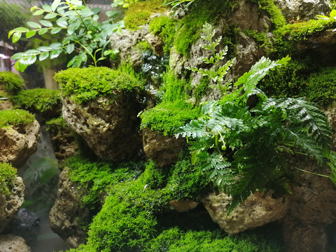 假山苔藓盆景