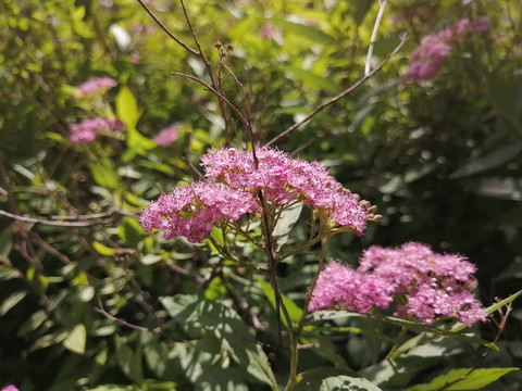 粉花绣线菊蔷薇花