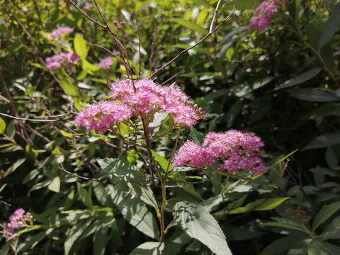 粉花绣线菊蔷薇花