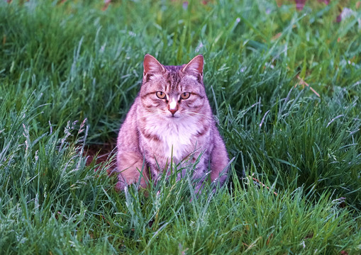 可爱的猫咪