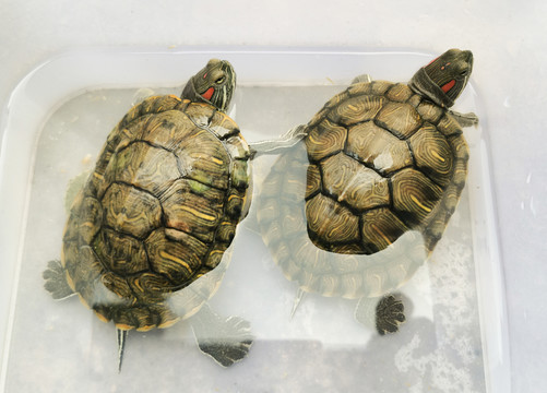 巴西彩龟