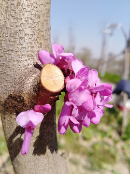 桃花与树干