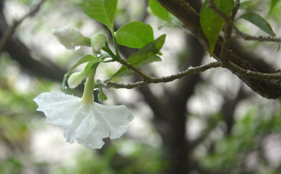 雨后春花