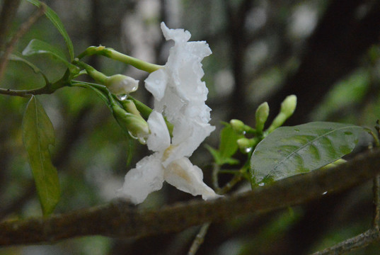 雨后之花