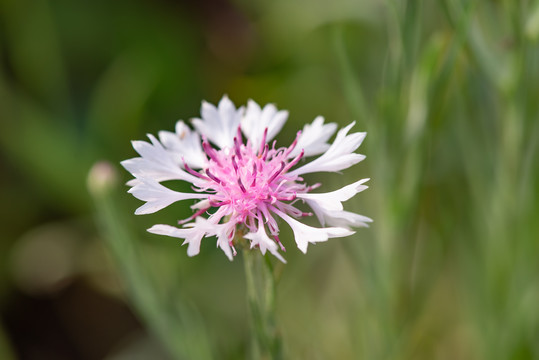 粉色菊花小雏菊