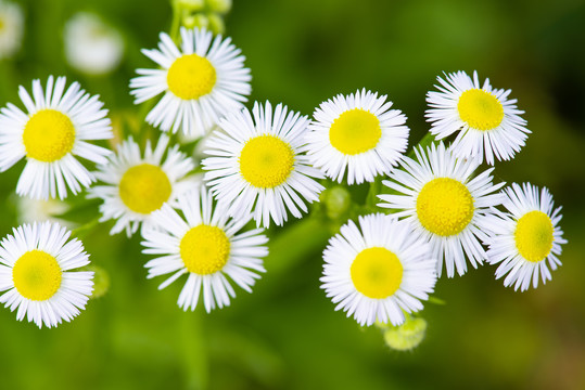 白色小雏菊花卉花海