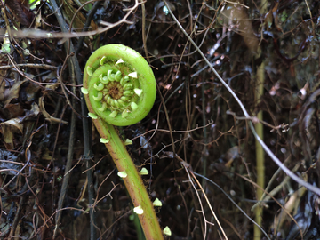 乌毛蕨菜