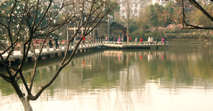 梅花与湖面