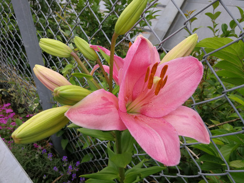 植物花卉百合花