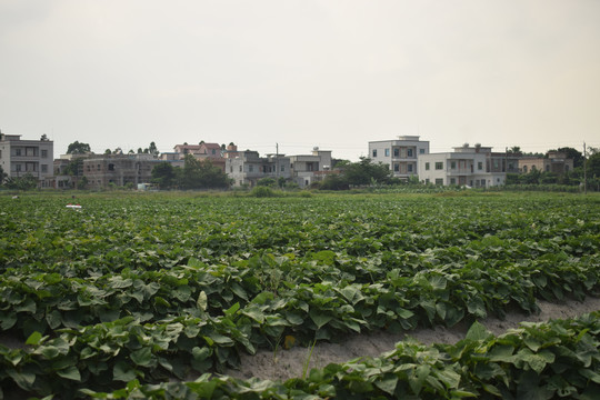 茫茫红薯地