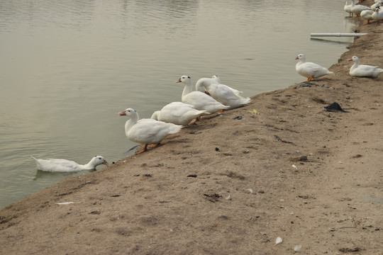 水池边的一群鸭子