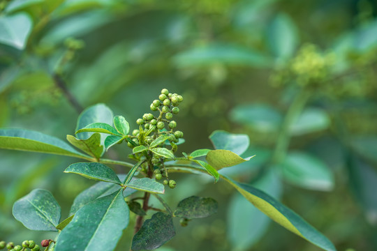 花椒树