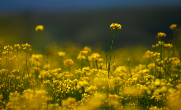 门源油菜花海