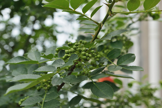 花椒树上的花椒