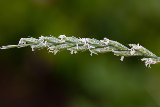 黑麦草