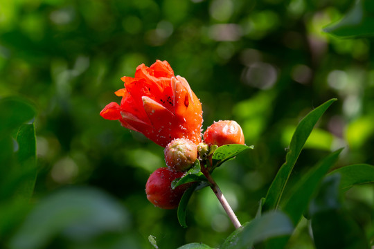 石榴花